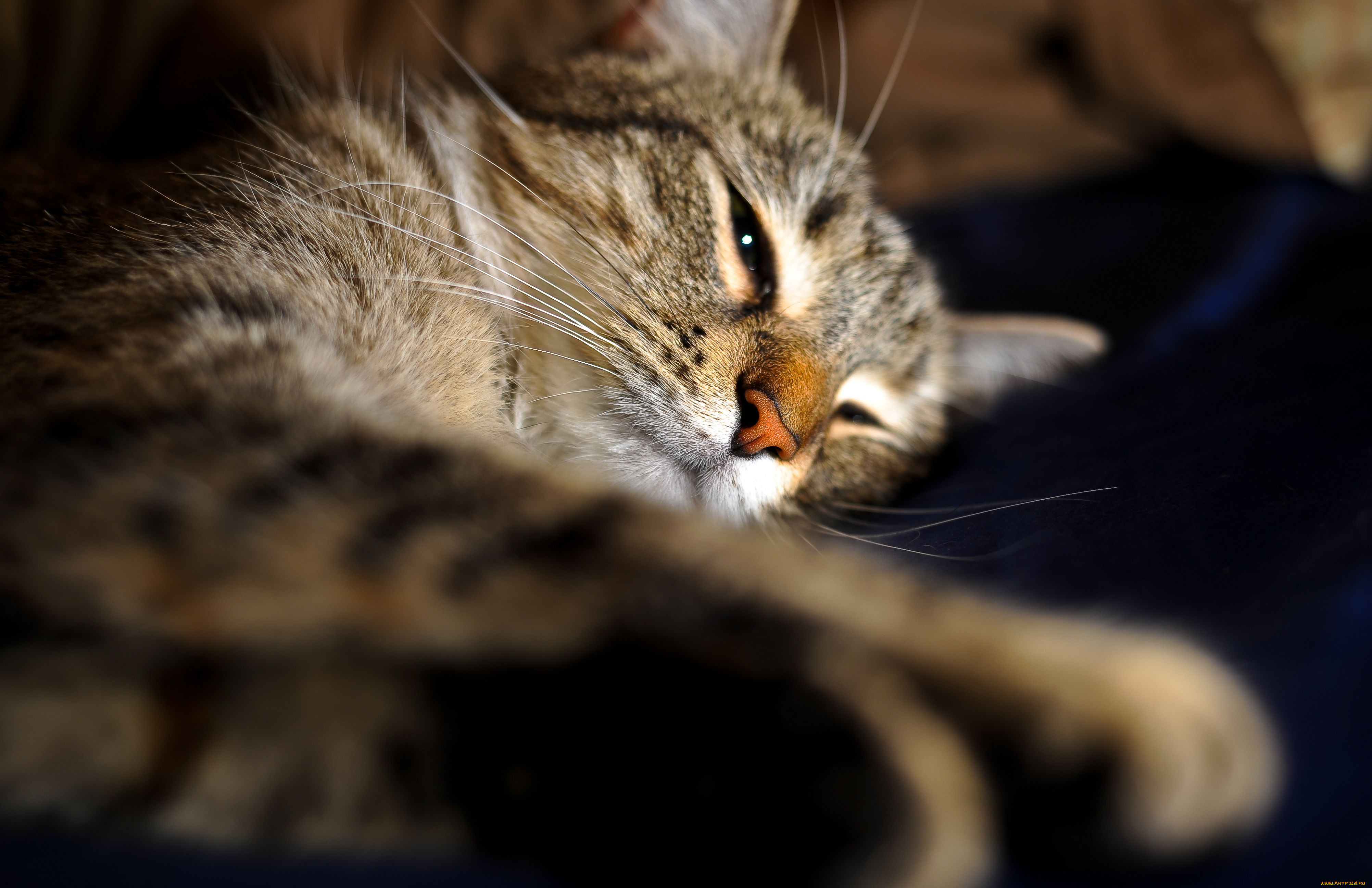 , , cat